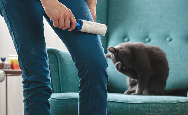 10 trucs et astuces pour retirer les poils de chat sur du tissu